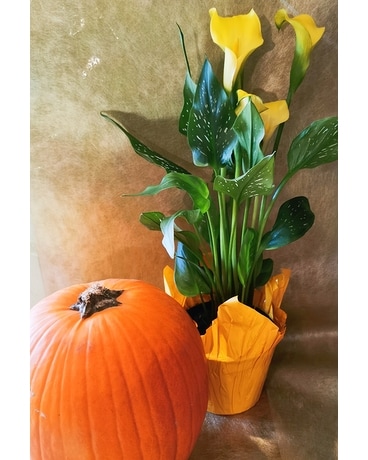 Yellow Calla Lily Plant with Large Pumpkin Plant