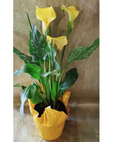 Yellow Calla Lily Plant Plant