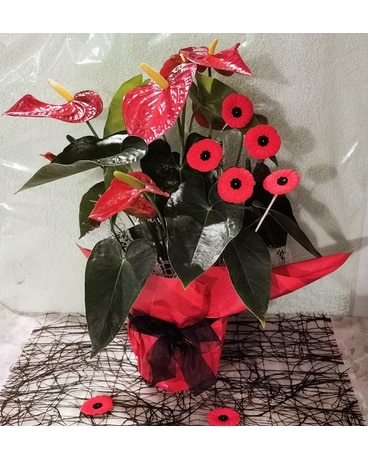 REMEMBRANCE DAY - Red Anthurium Plant Plant