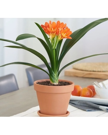 Lovely Clivia Plant Plant