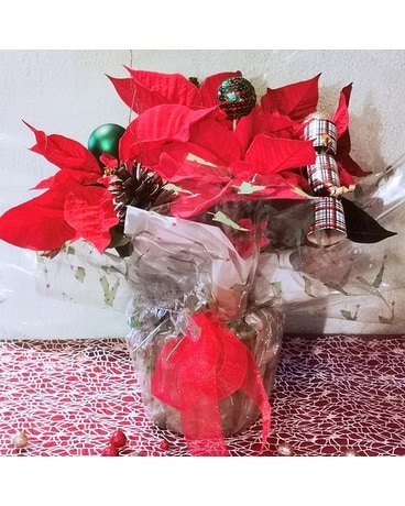 Happy Holiday - Red or White Poinsettia Plant