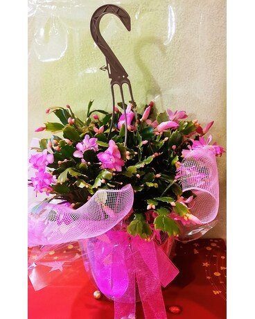 Christmas Cactus Plant