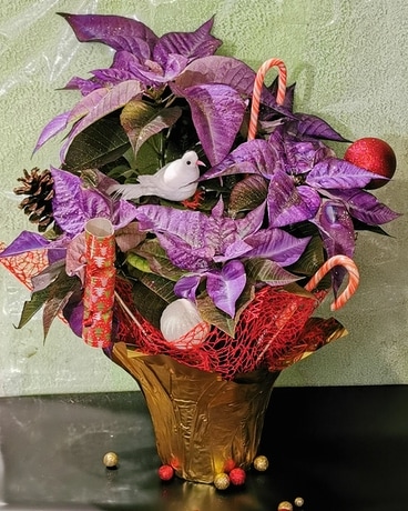 Purple Poinsettia Plant Plant