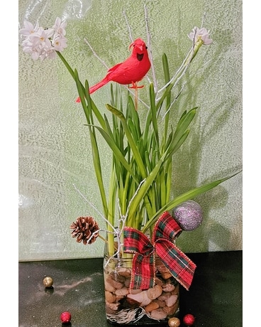 Paperwhite Plant Plant