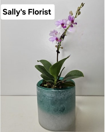 Sally's Ocean Baby Orchid Flower Arrangement