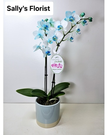 Sally's Ocean Blue Orchid Plant