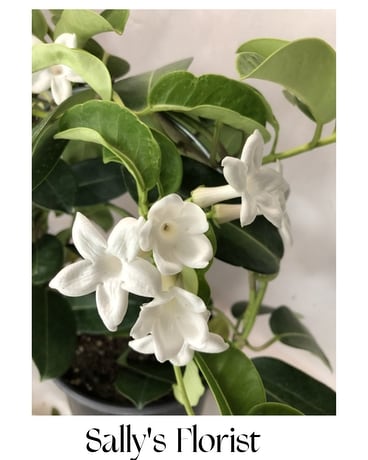 Sally's Jasmine Plant in White Rock BC - Sally Florist White Rock