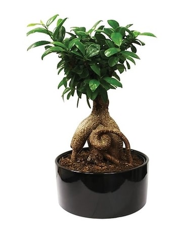 Designer's Choice Ficus Ginseng Bonsai Plant