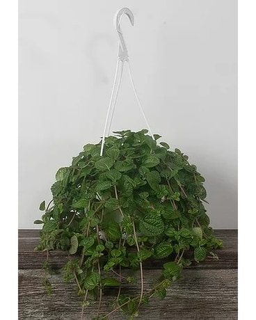 Designer's Choice Indoor Hanging Basket Flower Arrangement