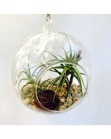 Designer's Choice Mini Air Plant Arrangement Plant