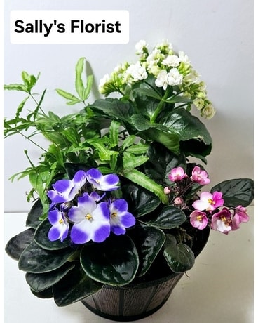 Sally's Plants Mix Gift Plant