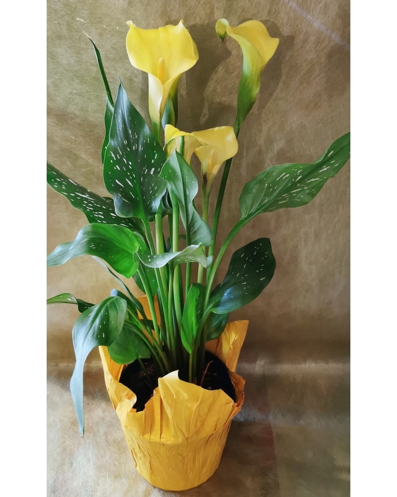 Yellow Calla Lily Plant in Maple Ridge BC - Sally Florist