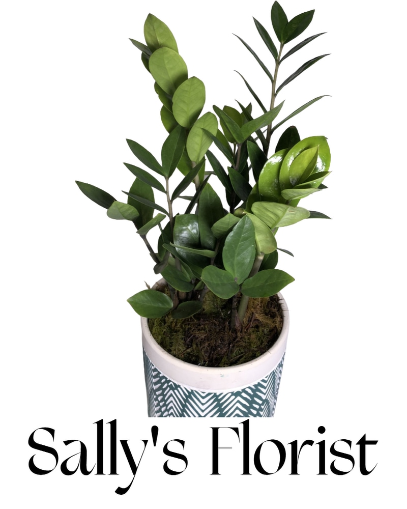 Sally's ZZ Plant in Chilliwack BC - Sally Florist Chilliwack