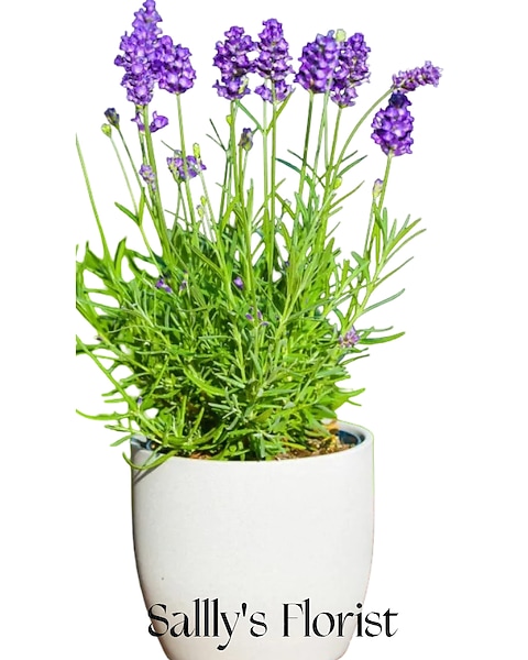 Sally's Lavender Potted Plant