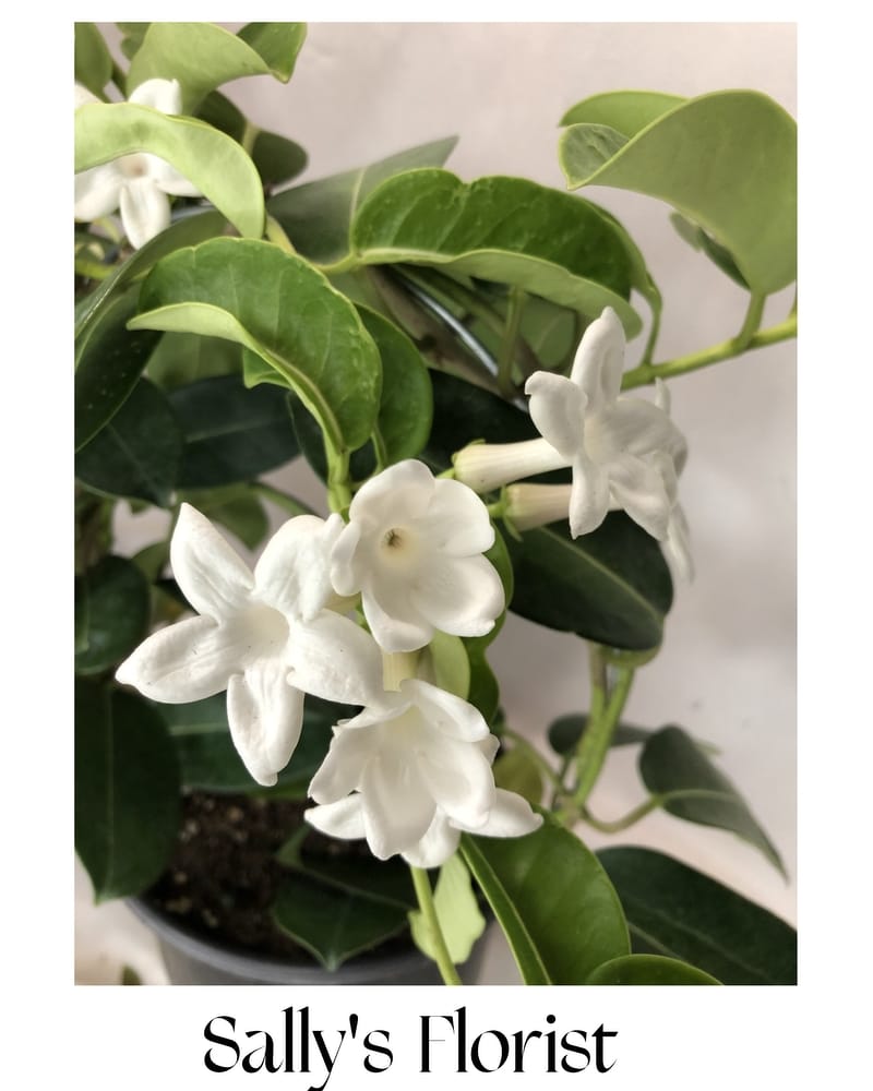 Jasmineさま♡ミルキーホワイト Sally's Jasmine Plant in White Rock BC - Sally Florist White Rock