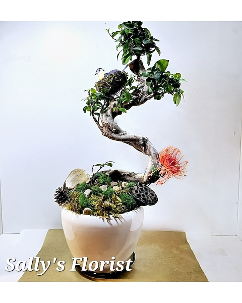 bonsai liefern Ficus 'Ginseng' Bonsai :24 H:70 cm - Pflegeleichter Bonsai