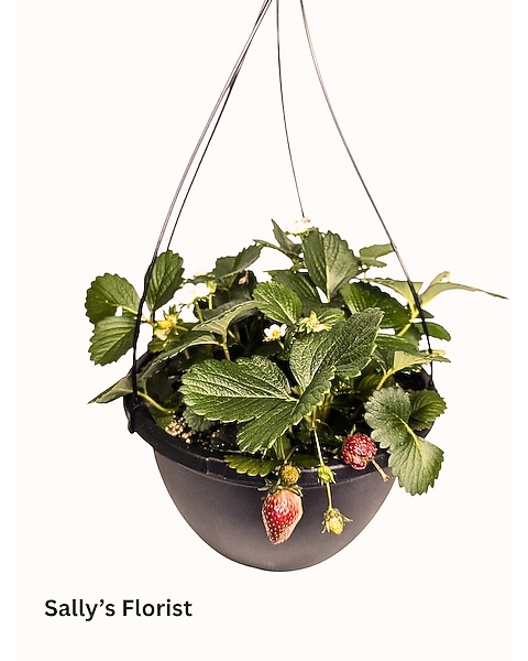 How to Plant Strawberry Hanging Basket: Easy Steps for Lush Growth