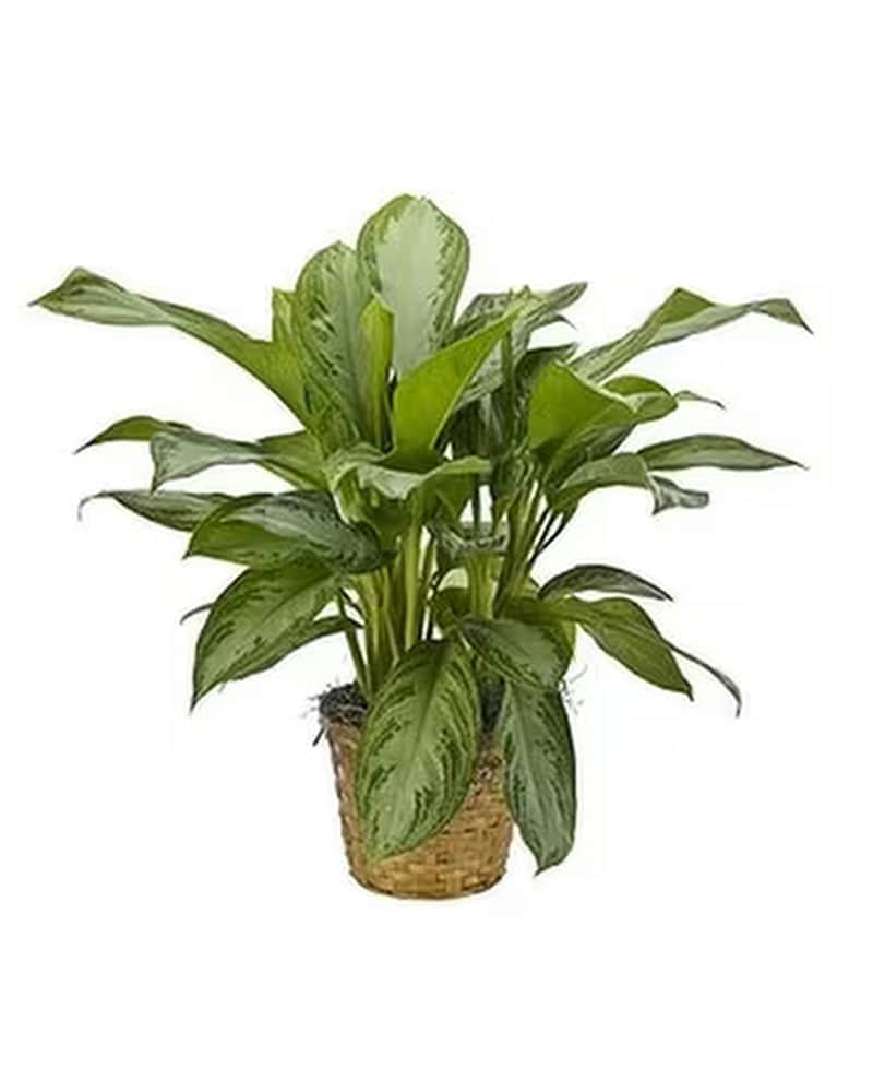 Plants Delivery Watonga OK - Watonga Floral & Gifts