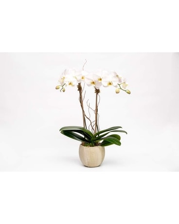 White Phalaenopsis Orchid