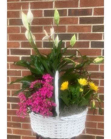 Mixed Plant Basket Plant