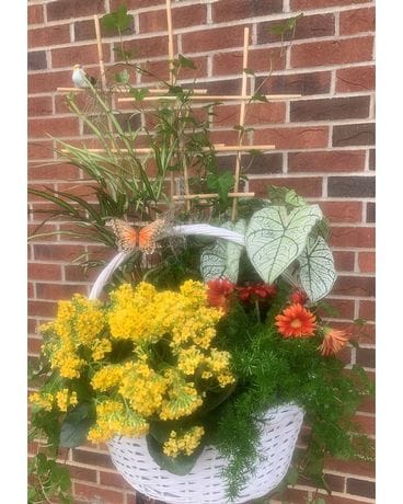Cheerful Plant Basket Plant
