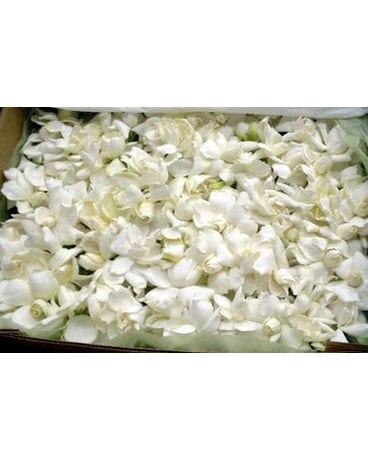 50 Pack Gardenia ( 3 DAY'S NOTICE ) Flower Arrangement