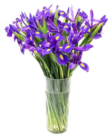 20 Blue Iris in a glass vase Flower Arrangement