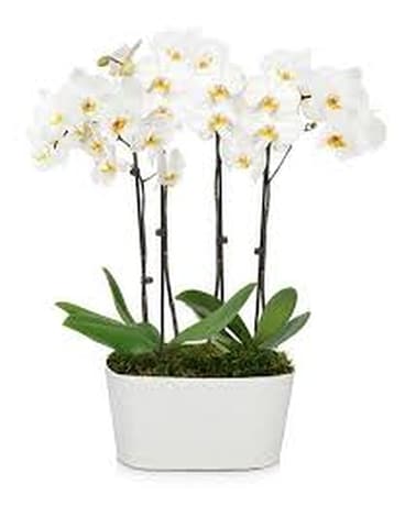 Lovely Orchid Plants