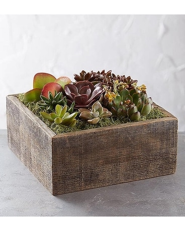 Succulent Centerpiece Flower Arrangement