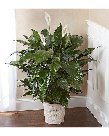 Peace Lily Plant for Sympathy Flower Arrangement