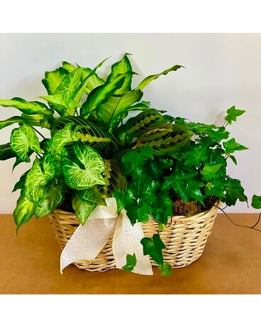 Large Peanut Foliage Basket Plant