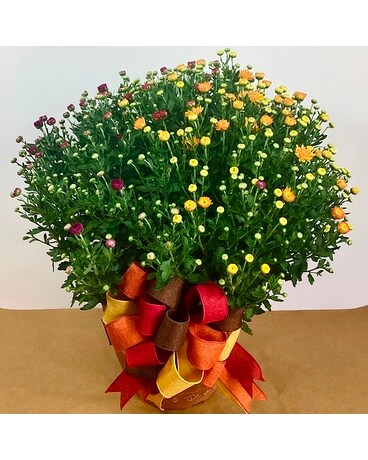 Candy Corn Mum Plant