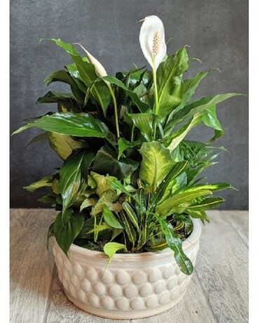Xtra Large Dish Garden Plant