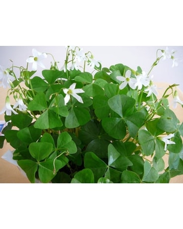 Shamrock Flower Arrangement