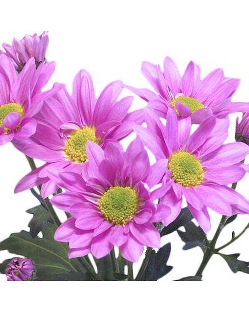 【即納】 Lavender Daisy Bouquet ヘアゴム