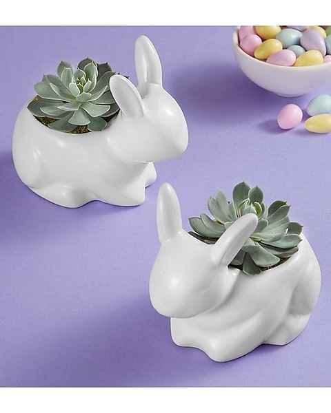 Bunny Succulant in Lansdale PA - Genuardi Florist
