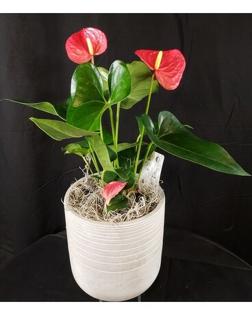 Love You Always Anthurium Plant