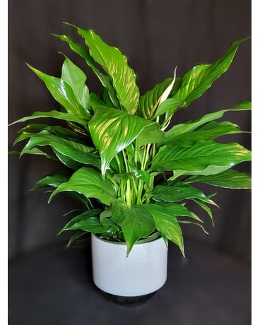 Peace Lily - 6 Inch Plant Flower Arrangement