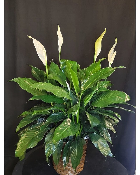 pencil cactus for sale Firestick Pencil Cactus  Fragrance Plants and Flowers