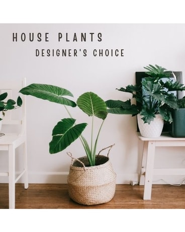 House Plant - Designers Choice Flower Arrangement