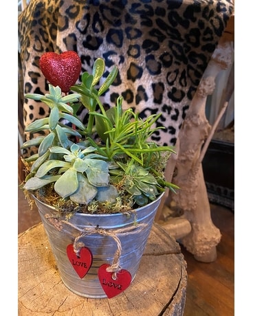 Sweetheart Succulents Plant