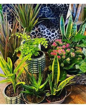 Plant Assortment Plant