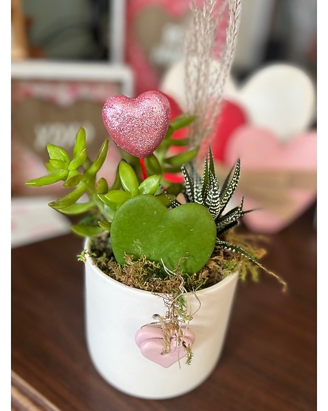 Sweetheart Succulents in Hendersonville NC - Forget-Me-Not Florist