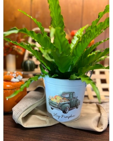 Hey Pumpkin it’s a Plant Custom product