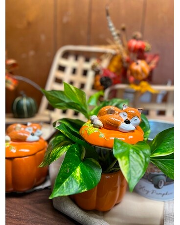 Pothos plant in a Pumpkin Custom product