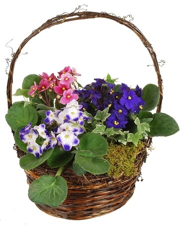 Violet Planter Basket