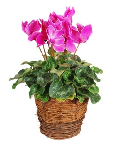 Cyclamen Plant
