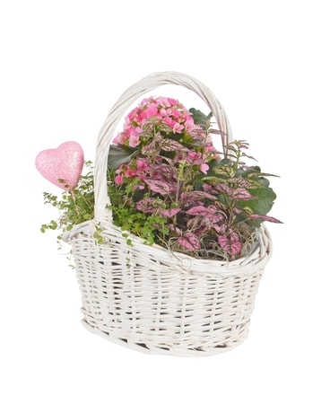 Basket Of Love Plant