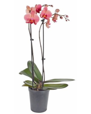 Phalaenopsis Orchid Plant, Double Stem (Local) Plant