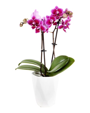 Double Mini Orchid (Local Delivery Only) Plant